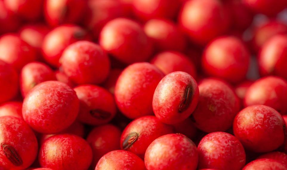 Soybeans with red tinted polymer applied.