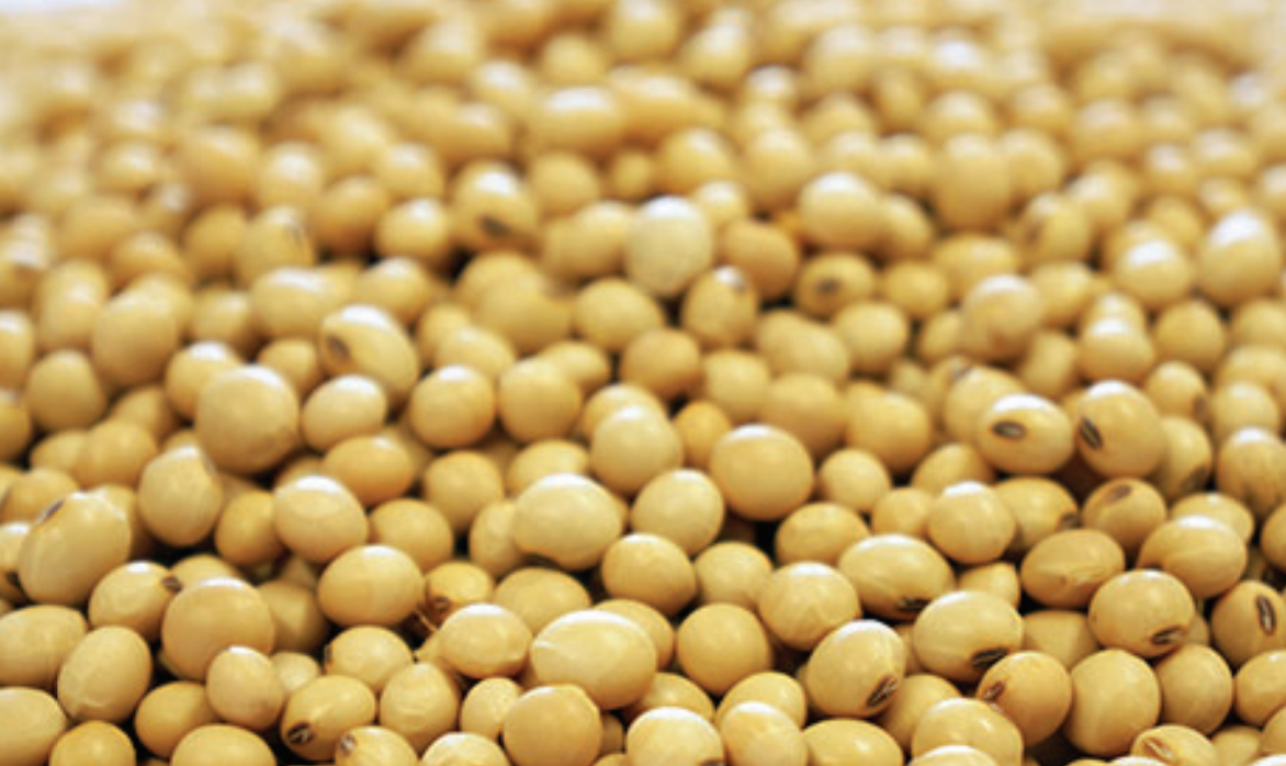 Soybeans with a biological applied with the seed coating.